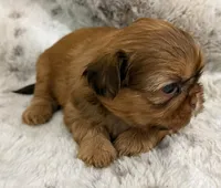 Denim male #4, a male Shih Tzu for sale in Cherokee, IA – 3 of 5