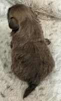 Demin Male #1, a male Shih Tzu for sale in Cherokee, IA – 2 of 4