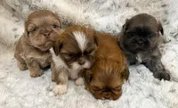 Denim Male #2, a male Shih Tzu for sale in Cherokee, IA – 5 of 5