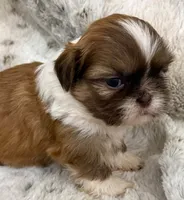 Denim Male #2, a male Shih Tzu for sale in Cherokee, IA – 3 of 5