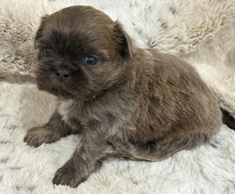 Demin Male #1 – Shih Tzu puppy for sale in Cherokee, IA