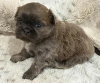 Demin Male #1, a male Shih Tzu for sale in Cherokee, IA – 1 of 4