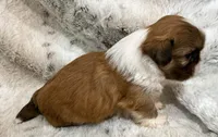 Denim Male #2, a male Shih Tzu for sale in Cherokee, IA – 2 of 5