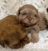 Denim male #3, a male Shih Tzu for sale in Cherokee, IA – 4 of 5