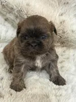 Demin Male #1, a male Shih Tzu for sale in Cherokee, IA – 3 of 4