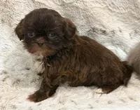 Brezlyn Chocolate boy, a male Shih Tzu for sale in Cherokee, IA – 2 of 3