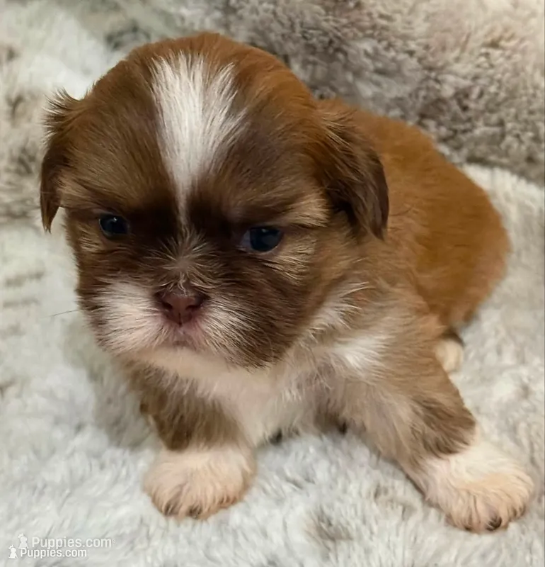 Denim Male #2 – Shih Tzu puppy for sale in Cherokee, IA