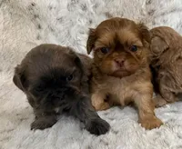 Denim male #4, a male Shih Tzu for sale in Cherokee, IA – 5 of 5