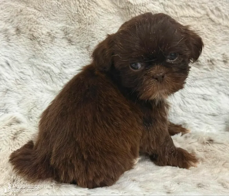 Brezlyn Chocolate boy – Shih Tzu puppy for sale in Cherokee, IA