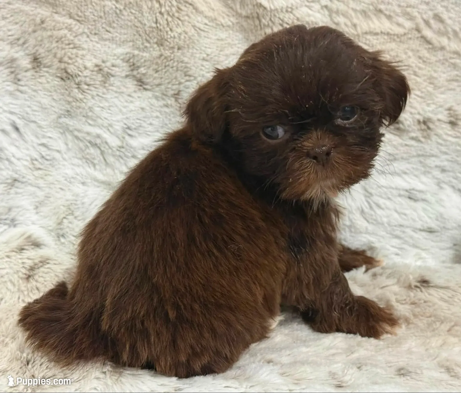 Brezlyn Chocolate boy, a male Shih Tzu for sale in Cherokee, IA – 1 of 3