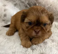 Denim male #4, a male Shih Tzu for sale in Cherokee, IA – 2 of 5