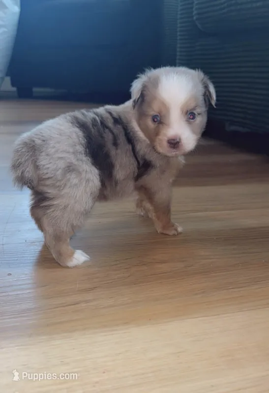 Wrangler  – Toy Australian Shepherd puppy for sale in South Milford, IN