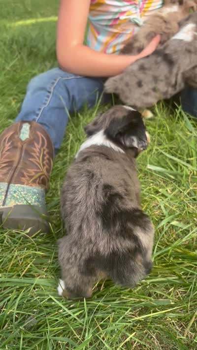Ella, a female Toy Australian Shepherd for sale in South Milford, IN – 4 of 4