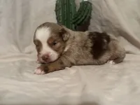 Wrangler , a male Toy Australian Shepherd for sale in South Milford, IN – 7 of 10