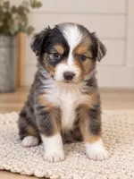 Ella, a female Toy Australian Shepherd for sale in South Milford, IN – 3 of 4