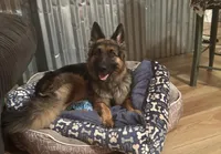 Light bright pink, a female German Shepherd Dog for sale in South Milford, IN – 4 of 10