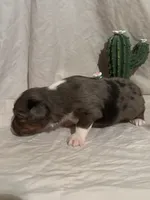 Hank, a male Toy Australian Shepherd for sale in South Milford, IN – 7 of 10