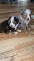 Lucy, a female Toy Australian Shepherd for sale in South Milford, IN – 2 of 2