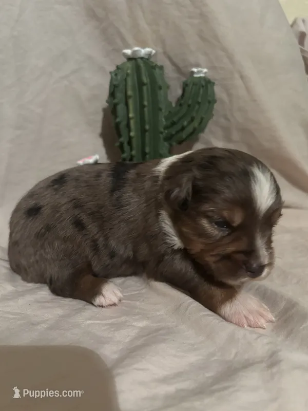 Hank – Toy Australian Shepherd puppy for sale in South Milford, IN