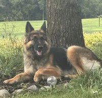 Light bright pink, a female German Shepherd Dog for sale in South Milford, IN – 7 of 10