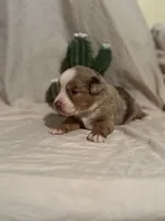 Wrangler , a male Toy Australian Shepherd for sale in South Milford, IN – 2 of 10