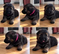 Hot pink , a female German Shepherd Dog for sale in South Milford, IN – 1 of 10