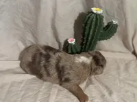 Wrangler , a male Toy Australian Shepherd for sale in South Milford, IN – 4 of 10