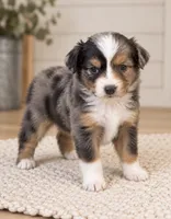 Ella, a female Toy Australian Shepherd for sale in South Milford, IN – 1 of 4