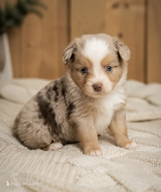 Wrangler  – Toy Australian Shepherd puppy for sale in South Milford, IN