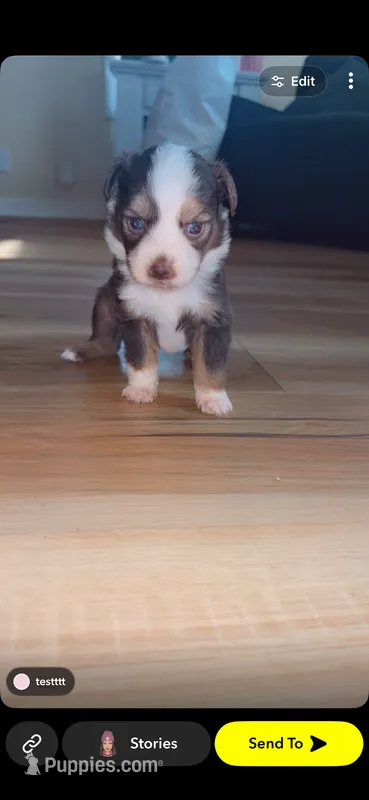 Lucy – Toy Australian Shepherd puppy for sale in South Milford, IN
