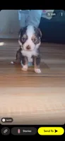 Lucy, a female Toy Australian Shepherd for sale in South Milford, IN – 1 of 2