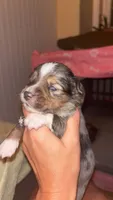 Hank, a male Toy Australian Shepherd for sale in South Milford, IN – 2 of 10