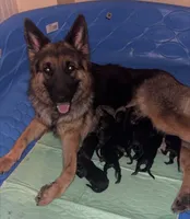 Hot pink , a female German Shepherd Dog for sale in South Milford, IN – 10 of 10