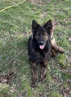 Hot pink , a female German Shepherd Dog for sale in South Milford, IN – 6 of 10
