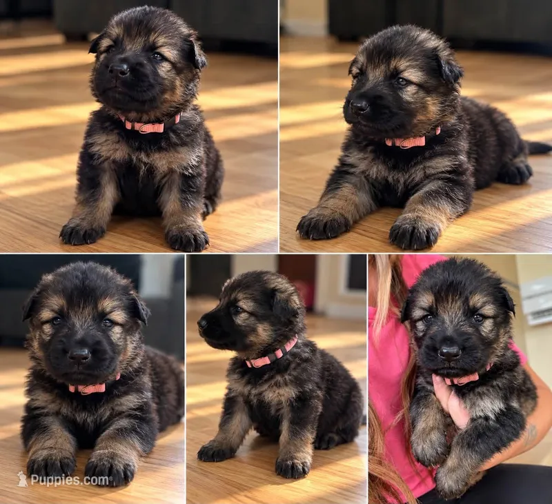Coral pink  – German Shepherd Dog puppy for sale in South Milford, IN