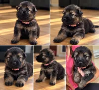 Coral pink , a female German Shepherd Dog for sale in South Milford, IN – 1 of 3
