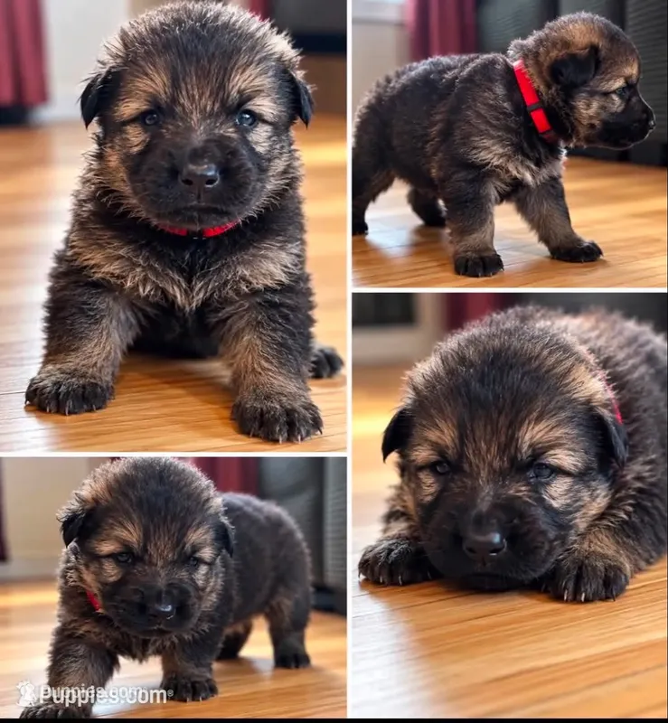 Red – German Shepherd Dog puppy for sale in South Milford, IN