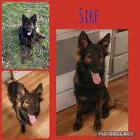 Green, a male German Shepherd Dog for sale in South Milford, IN – 5 of 5