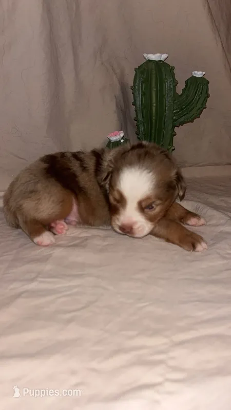 Wrangler  – Toy Australian Shepherd puppy for sale in South Milford, IN