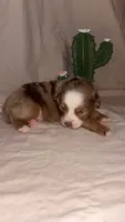 Wrangler , a male Toy Australian Shepherd for sale in South Milford, IN – 1 of 10