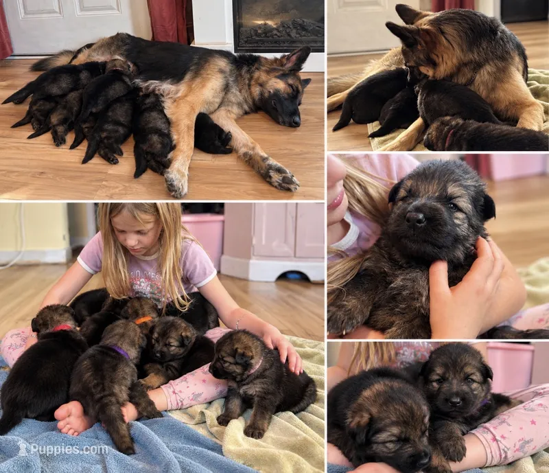Long coat German shepherd sables – German Shepherd Dog puppy for sale in South Milford, IN