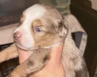 Wrangler , a male Toy Australian Shepherd for sale in South Milford, IN – 10 of 10