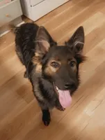 Light bright pink, a female German Shepherd Dog for sale in South Milford, IN – 9 of 10