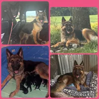 Green, a male German Shepherd Dog for sale in South Milford, IN – 4 of 5
