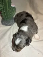 Hank, a male Toy Australian Shepherd for sale in South Milford, IN – 4 of 10