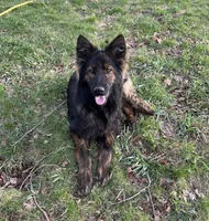 Light bright pink, a female German Shepherd Dog for sale in South Milford, IN – 8 of 10