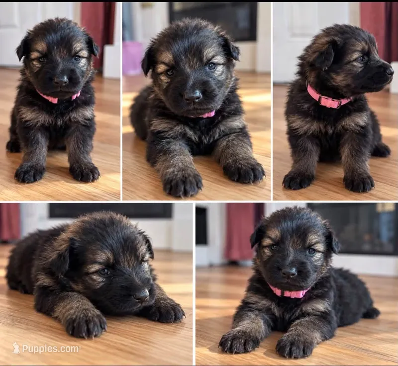 Light bright pink – German Shepherd Dog puppy for sale in South Milford, IN