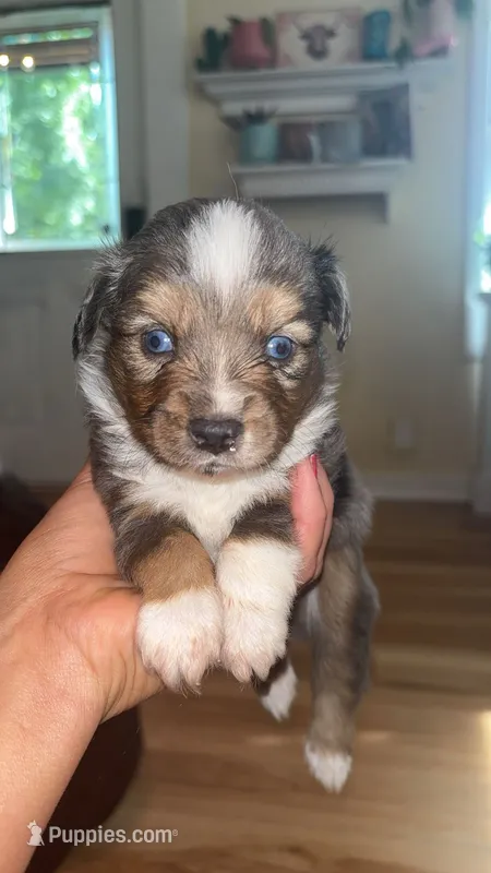 Hank – Toy Australian Shepherd puppy for sale in South Milford, IN