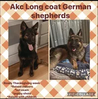Dark blue, a male German Shepherd Dog for sale in South Milford, IN – 7 of 10