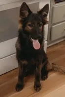 Hot pink , a female German Shepherd Dog for sale in South Milford, IN – 4 of 10